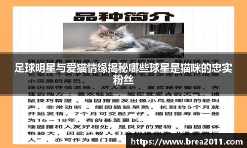 足球明星与爱猫情缘揭秘哪些球星是猫咪的忠实粉丝